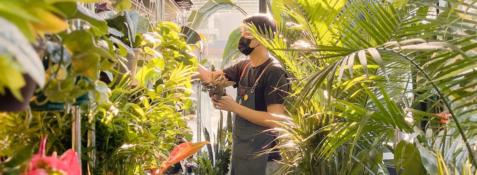 Someone in a denim apron and face mask holding a small potted plant among shelves of leafy houseplants and palms in a sunlit shop