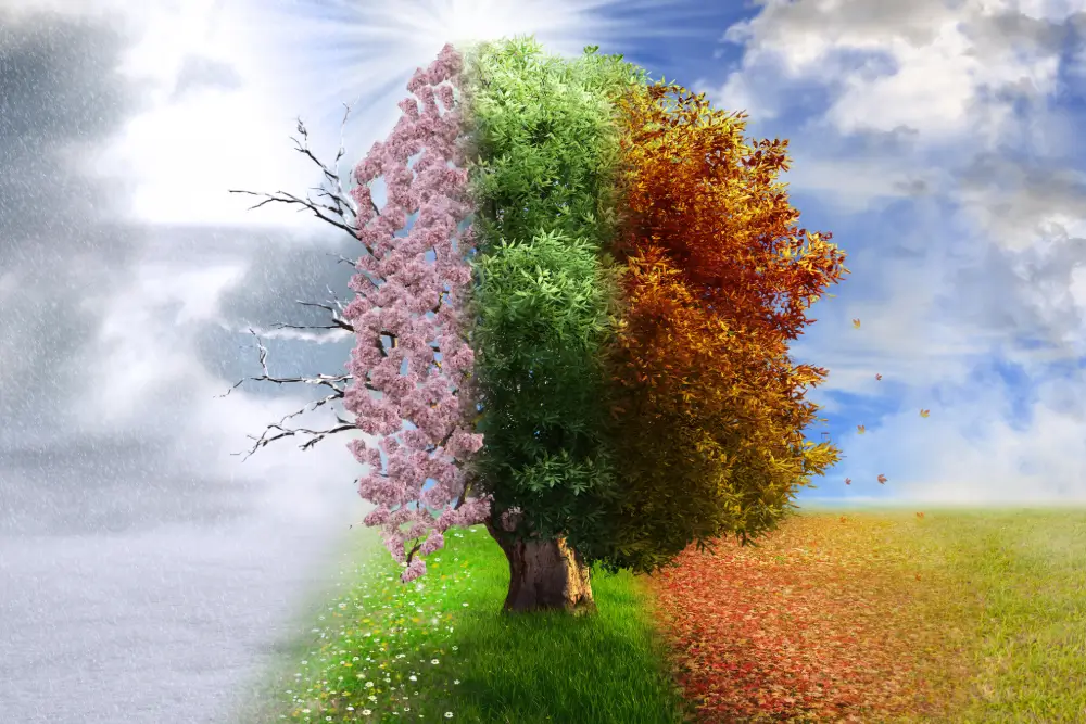 One tree shown in four seasons at once: bare winter, spring blossom, summer green and autumn gold